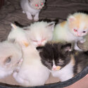 Raggamuffin Kittens For Sale-2