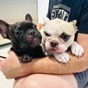 Cute French Bulldog looking for a loving owner -2