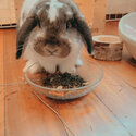 Holland lop &amp; Lion head x lop for sale!-2