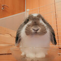 Selling my beautiful Holland lop rabbit-0