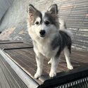 Pomsky for sale-2