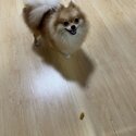 Female Pomeranian for sale-0