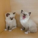 Beautiful Champion Ragdoll kittens-3