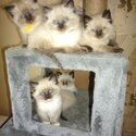 Beautiful &amp; Healthy Ragdoll Kittens ready for a new home.-0