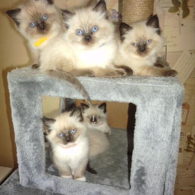 Beautiful &amp; Healthy Ragdoll Kittens ready for a new home.