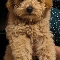 Puppy is a mixed breed, Cavapoochon. It's 3.5months old. -0