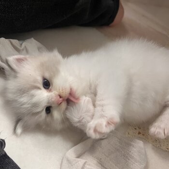 purebred ragdoll males