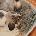 Holland lop &amp; Lion head x lop for sale!-1