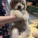 Big bone golden doodle for sale-2