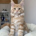 Maine Coon Kitten available both male and female -3