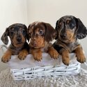 Dachshund Puppies for sale|WHATSAPP ONLY +60102795317-0