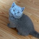 British Shorthair kittens for adoption for more info and pics email zoeynice2015 @ gmail . c om