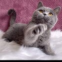 Gorgeous British Shorthair for sale-2