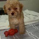 Maltipoo For sale -0