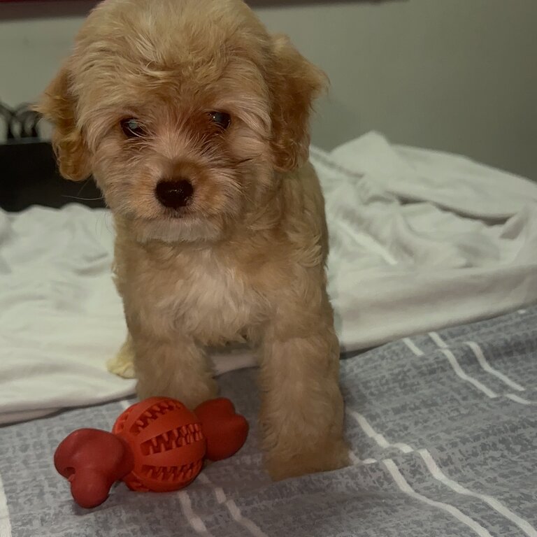 Maltipoo For sale 