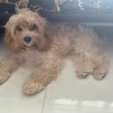 9 Months Old Sweet Cavapoo Puppy-3