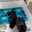 Cockapoo Puppies available.-0