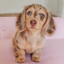 Adorable Dachshund Puppies for adoption-1