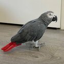 Beautiful talking African Grey Parrots Available-1