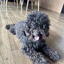 Female baby toy poodle looking to rehome -2