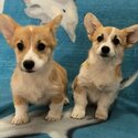 Welsh Corgi Pembroke puppies-0