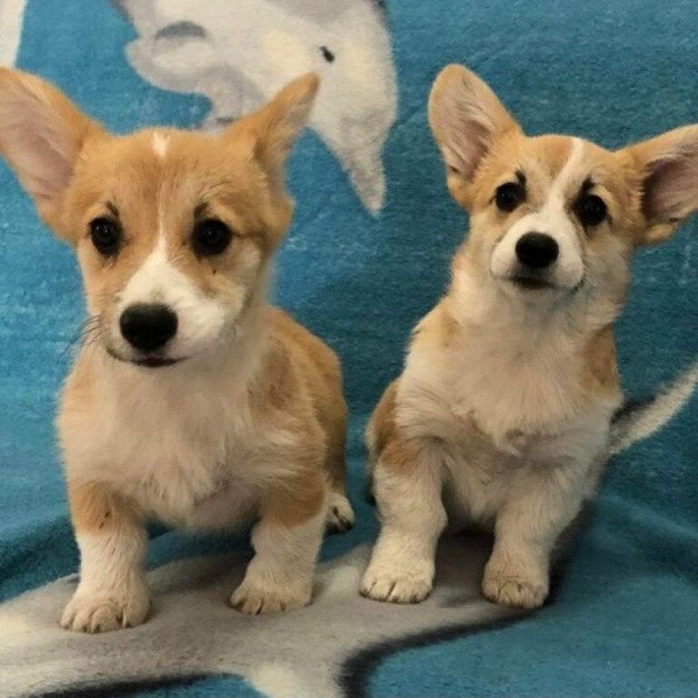 Welsh Corgi Pembroke puppies