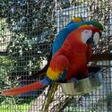 Fully Home Tamed Macaw Parrot Ready for new home-4