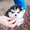 Blue Eyes Korean Imported Pomsky Puppies-2