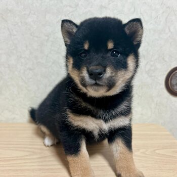 Black shiba Inu puppy for rehome!