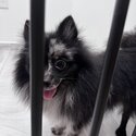 Merle Pomeranian (Negotiable) -1