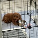 Female 4 months maltipoo -1