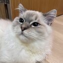 (RE-HOMED) Blue Lynx Bi-color Ragdoll -4