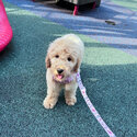 Selling 3 months old mini goldendoodle -1