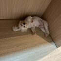 Teacup Maltipoo to be rehomed-0