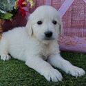 Maltese / golden Retriever Puppies for adoption for details email murbyjay@ gmail. com-5