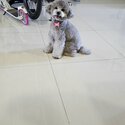 Silver Poodle looking to rehome. Trained and spayed-0