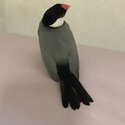 Java Sparrow for sale-1