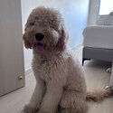 Selling 6 months old mini goldendoodle -2