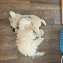 *Taken* Cavapoo Puppy 7 Month Old-3