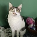 Tabby cat seeks new home-0