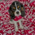 Cavalier king Charles Puppies males and females available now -5