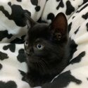 Adorable mixed breed Kittens available-0