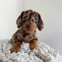 Dachshund Puppies Available -0