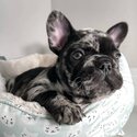 Top Quality imported Bloodline French Bulldog Puppies-3