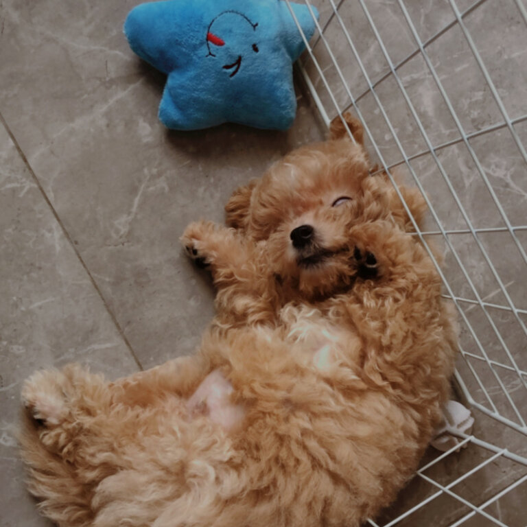 Maltipoo Puppy