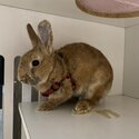 Netherland Dwarf for Adoption-3