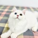 Pedigree British Long Hair Kitten Pure White Pink Paw Looking For New Home,-3