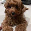 Cavoodle for sale-0