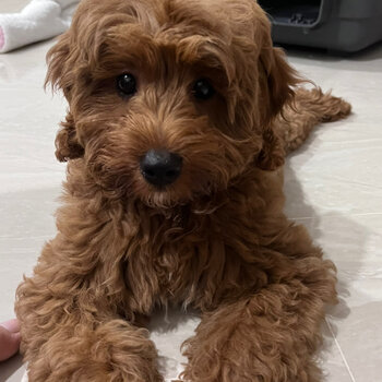 Cavoodle for sale