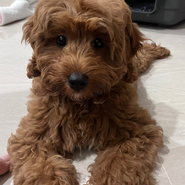 Cavoodle for sale